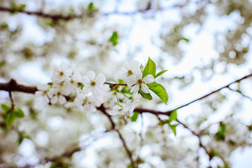 cherry blossom in spring