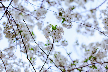 Spring blossom flower freshness nature
