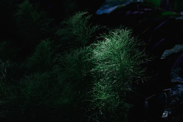 Plants with light and shadow