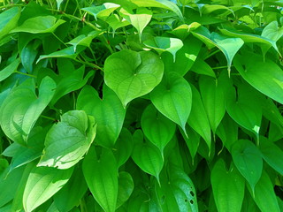 green leaves background