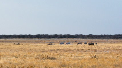 Troupeau de gnous dans le parc Etosha situé en Namibie