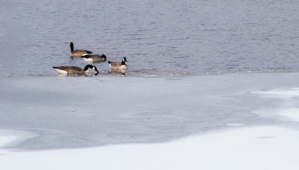 Geese in partially frozen water