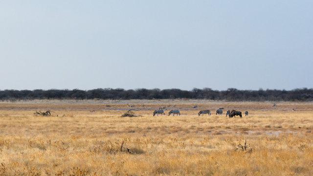 Troupeau de gnous dans le parc Etosha situ&eacute; en Namibie