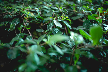 Close up of bush Fukien tea tree in the garden.
