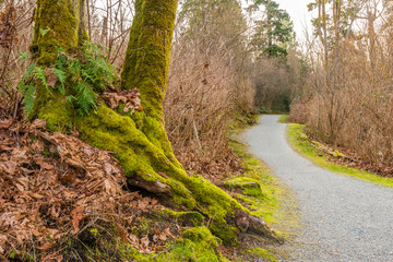 Fototapeta na wymiar Trail through lush green forest in Deer Lake Park, Vancouver, Canada.