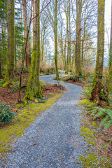 Fototapeta na wymiar Fragment of Malcolm Lowry Trail trail in Cates Park, Vancouver, Canada