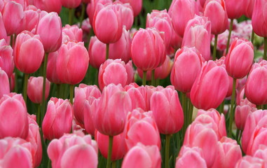 Fototapeta premium Beautiful pink tulip flowers at full bloom