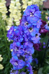 Beautiful cluster of bright blue color of snapdragon flowers
