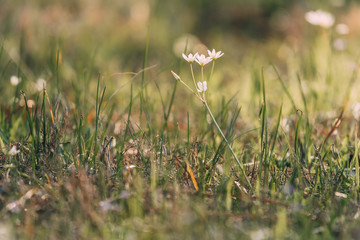 Small white flowers