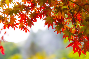 Red maple leaves in autumn season with blue sky blurred background., Concept for autumn and foliage background. Photo with selective focus and blurring.