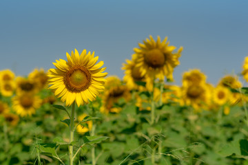 Obraz premium Close-up of sun flower against a blue sky., Sunflower natural background. Sunflower blooming. Photo with selective focus and blurring.