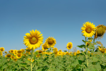 Close-up of sun flower against a blue sky., Sunflower natural background. Sunflower blooming. Photo with selective focus and blurring.