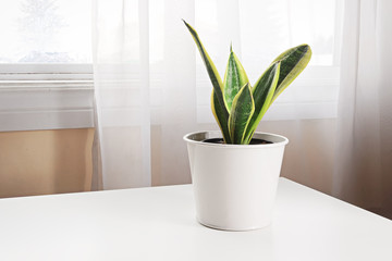 A snake plant on a table beside a window