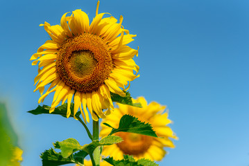 Naklejka premium Close-up of sun flower against a blue sky., Sunflower natural background. Sunflower blooming. Photo with selective focus and blurring.