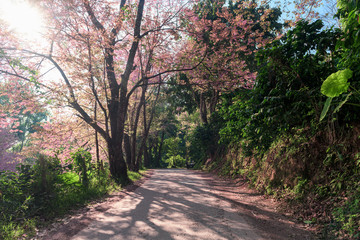 Beautiful view concrete road in the Prunus cerasoides tree forest at Chiang Mai province.