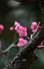 紅梅