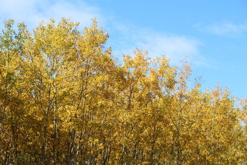 Trees In Autumn Colours, Elk Island National Park, Alberta