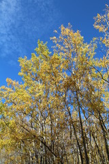 Autumn Above Us, Elk Island National Park, Alberta