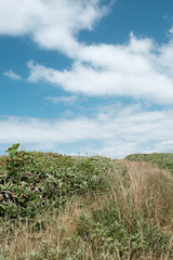 Obraz premium 利尻島の草原