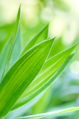 Fototapeta premium Beautiful nature view of green leaf on blurred greenery background in garden and sunlight with copy space using as background natural green plants landscape, ecology, fresh wallpaper concept.