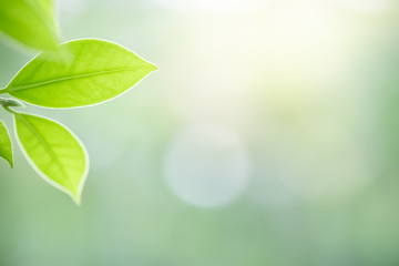 Beautiful nature view of green leaf on blurred greenery background in garden and sunlight with copy space using as background natural green plants landscape, ecology, fresh wallpaper concept.