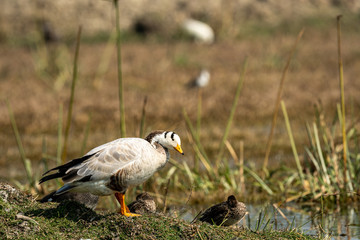 bar headed goose close-up image at keoladeo national park or bird sanctuary, bharatpur, rajasthan, india - anser indicus