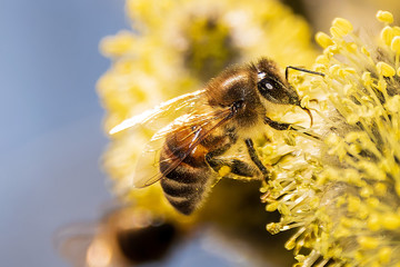 Bee collect nectar from flowering willow