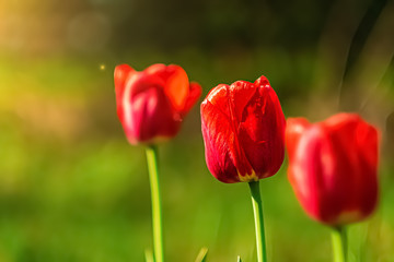 Obraz premium many red tulips on a green background