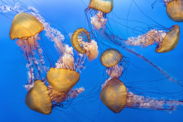 Orange jellyfish (Chrysaora fuscescens or Pacific sea nettle) in blue ocean water