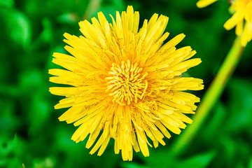 yellow dandelion top view close up