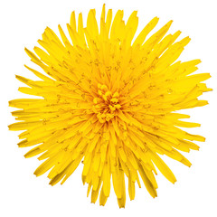 yellow dandelion isolated top view close up