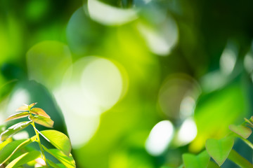 Green blurred background. Green bokeh out of focus foliage background.