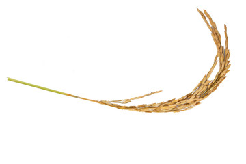 Rice closeup on white background