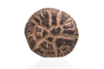 Shiitake mushrooms isolated on the white background.