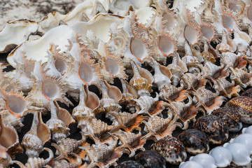Souvenirs big sea shells for sell on the beach market on the island of Zanzibar, Tanzania, Africa. Close up