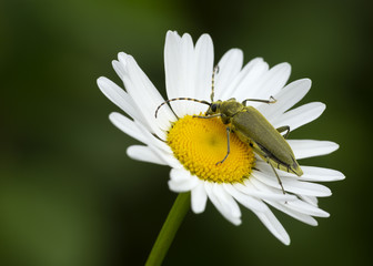 Long horn beetle, Lepturobosca virens on oxeye daisy