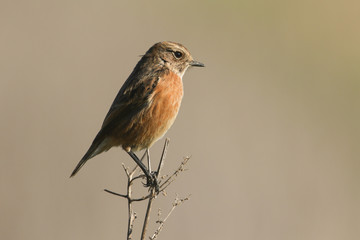A female Stonechat, Saxicola rubicola, perching on the tip of a plant. It is hunting for insects to eat. 