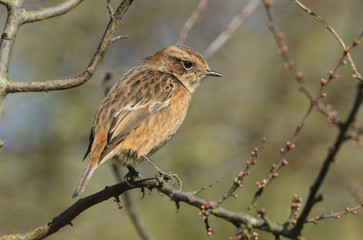 A beautiful female Stonechat, Saxicola rubicola, perching on branch of a Blackthorn tree. It is...