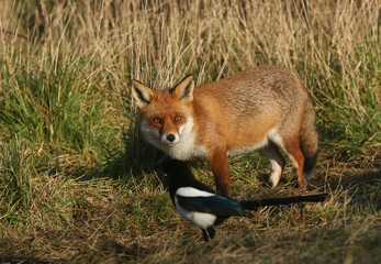 A magnificent hunting wild Red Fox, Vulpes vulpes, standing in a meadow next to a Magpie.