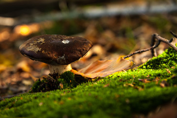 autumn is mushroom season
