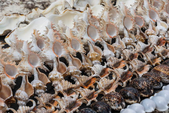 Souvenirs big sea shells for sell on the beach market on the island of Zanzibar, Tanzania, Africa. Close up