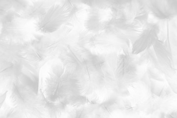 Beautiful abstract colorful gray and white feathers on white background and soft pink feather texture on white pattern and light pink background valentine day