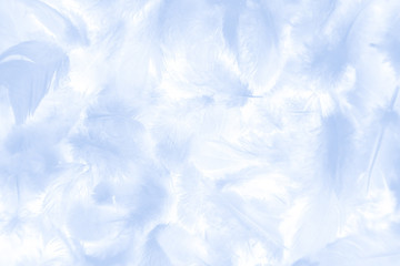 Beautiful abstract colorful white and blue feathers on white background and soft white feather texture on white pattern and blue background banners graphics