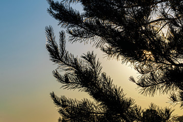 black outline of a coniferous tree