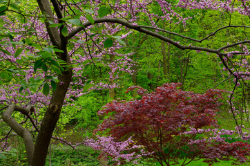 Red maple and Eastern Redbud with pink flowers in spring