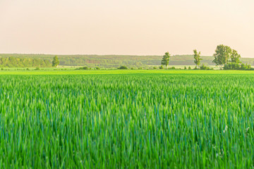 Fototapeta na wymiar Green grass on field and clear blue sky.