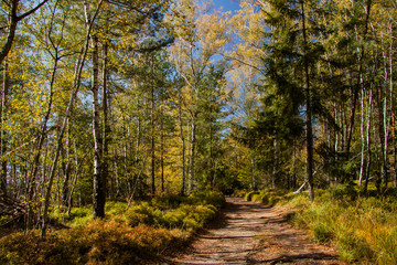 deciduous forst in autumn