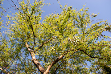 tree in spring