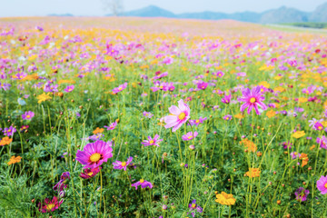 Obraz premium Colorful cosmos on field.
