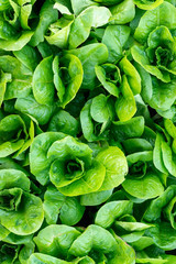 Fresh organic green oak lettuce vegetable plant farm